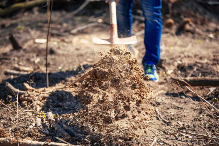 Setzlinge pflanzen bei der Baumpflanzaktion