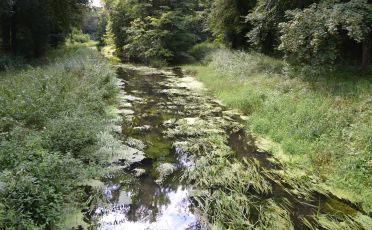 Wasser Waldgebiet Hardtwald bei Karlsruhe