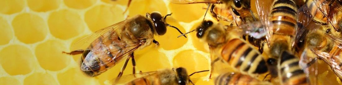 Bienen bei den Stadtwerke Karlsruhe