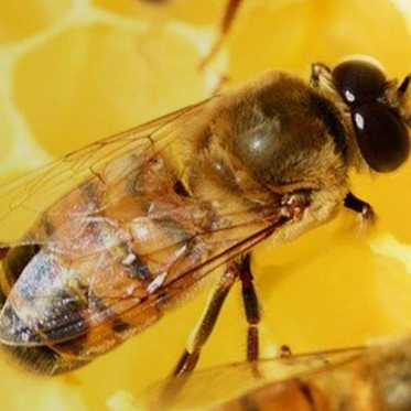 Für unsere Honigbienen