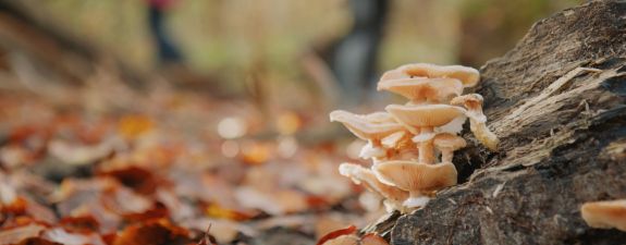 Naturschutzzentrum Karlsruhe-Rappenwört