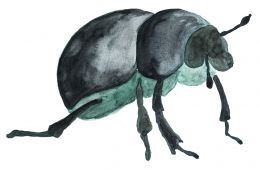 Mistkäfer