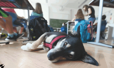 Tierisch gute Schule