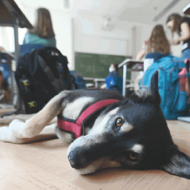Tierisch gute Schule