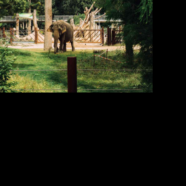 Tiere – Schwerpunkt