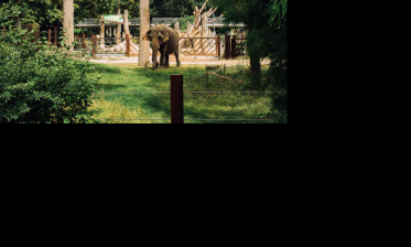 Tiere – Schwerpunkt