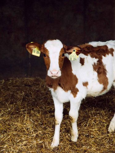 Kalb Dorle vom Hofgut Schleinkofer