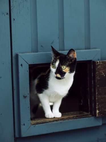 Katze
