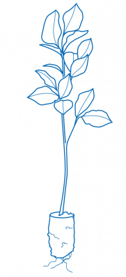 Illustration Setzling