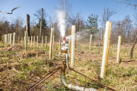 400 junge Eichen beim Schulzentrum Oberreut litten im Frühjahr unter der Trockenheit: Die Stadtwerke halfen mit rund 1.000 Kubikmetern Wasser.