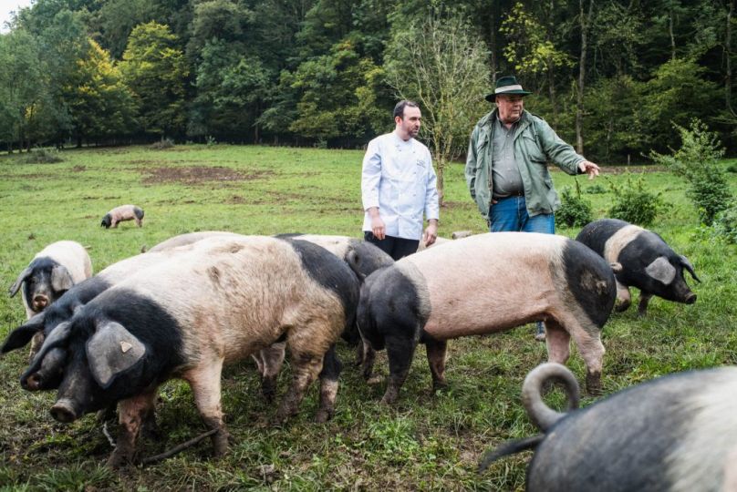 Marcello Gallotti, Koch und Chef des erasmus in Dammerstock zu Besuch bei den Eichelschweinen von Rudolf Bühler, einem Bauer der Erzeugergemeinschaft Schwäbisch Hall. Foto: Christian Geisler