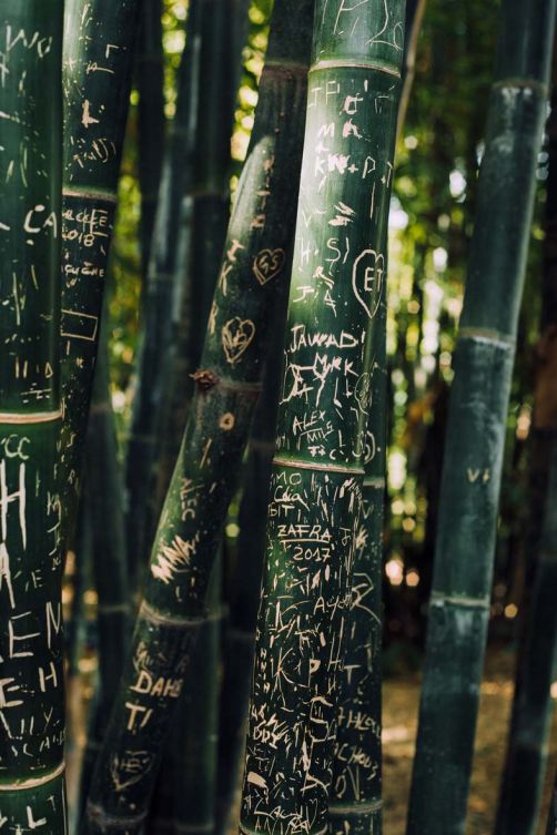 Jardin Majorelle, Marrakesch, Februar 2019 »Hier verewigt man sich an Kakteen oder Bambus. Eingeritzte Initialen, Herzchen und Jahreszahlen. Ich war hier … mit dir. Auf ewig dein, oder so. Das marokkanische Pendant zur Hohenzollernbrücke.«