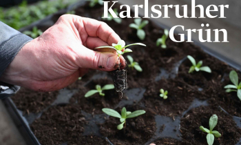 Karlsruher Grün