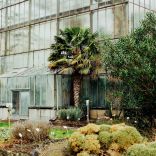 Botanischer Garten Palme außen