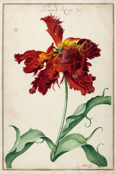 Markgraf Karl Wilhelm hinterließ mehr als 5.300 aquarellierte Tulpendarstellungen, die »Karlsruher Tulpenbücher«. Von diesen um 1730 angefertigten Bänden befinden sich Ausgaben in der Badischen Landesbibliothek sowie im Generallandesarchiv Karlsruhe.