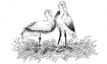 Nisthilfe für Störche – News