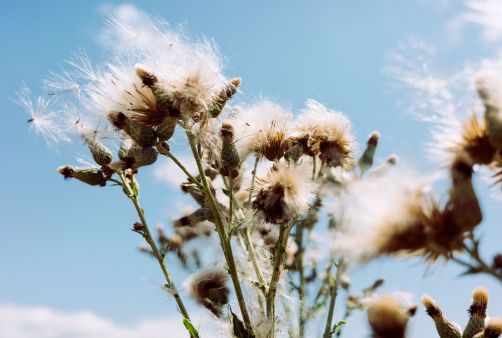 Der Wind transportiert die Samen vieler Pflanzenarten und unterstützt so ihre Ausbreitung.