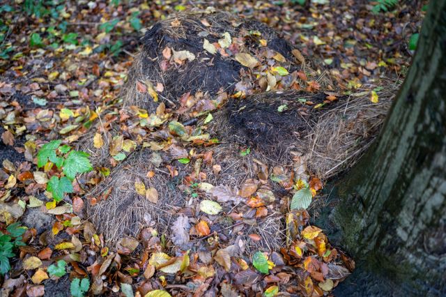Gartenabfälle im Wald