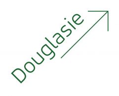 Douglasie Pfeil