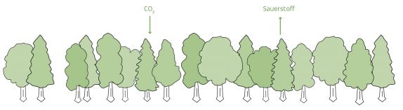 Illustration von einem Wald und seinem Co2 Kreislauf