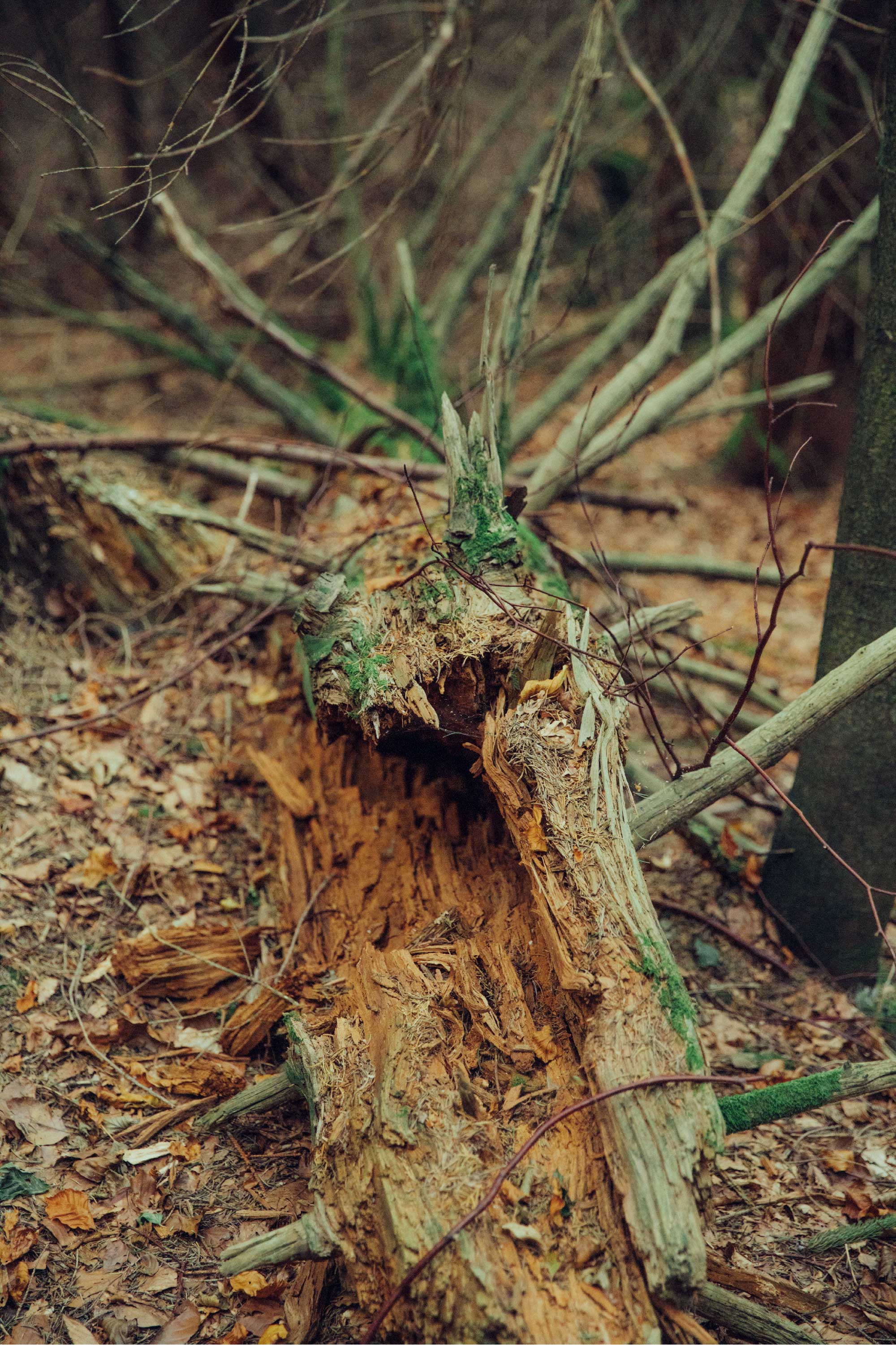 Hier bauen unterschiedliche Pilze und Bakterien seit Jahrzehnten nach und nach das Totholz ab und machen daraus fruchtbaren Wald boden.