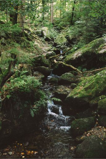 Wenn man durch den Schwarzwald wandert, plätschern viele kleine und größere Bäche die Hänge herunter, die aus zahlreichen Quellen gespeist werden.