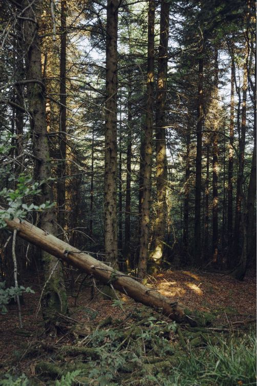 Was wird die Zukunft bringen? Die Landesregierung in Baden-Württemberg will mehr Raum für Wildnis und plant, den Nationalpark Schwarzwald weiterzuentwickeln.