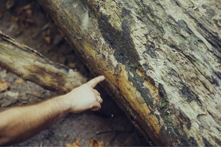 Auf diesem Baum leben mehrere unterschiedliche Myzele, also Pilzgeflechte, nebeneinander. Jedes versucht, sich seinen Raum zu schaffen und gegen die anderen zu schützen und abzugrenzen.