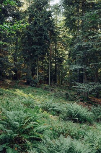 In den Schutzgebieten des Nationalparks darf sich der Wald frei entwickeln. ›Natur Natur sein lassen‹ ist hier das Motto, und so finden sich stabile Lebensgemeinschaften zusammen, die gut harmonieren und sich gegenseitig unterstützen.