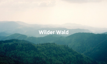 Wilder Wald