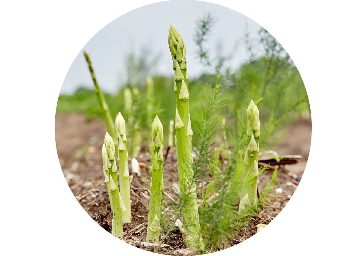 Bild grüner Spargel auf Feld