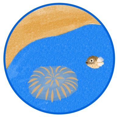 Japanischer Kugelfisch