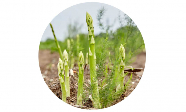Regional angebaut: Spargel