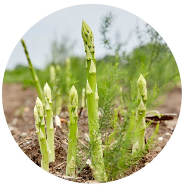 Regional angebaut: Spargel