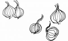 Illustration Zwiebeln
