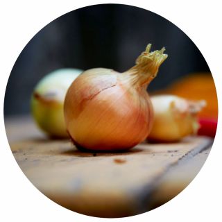 Nahaufnahme einer Zwiebel