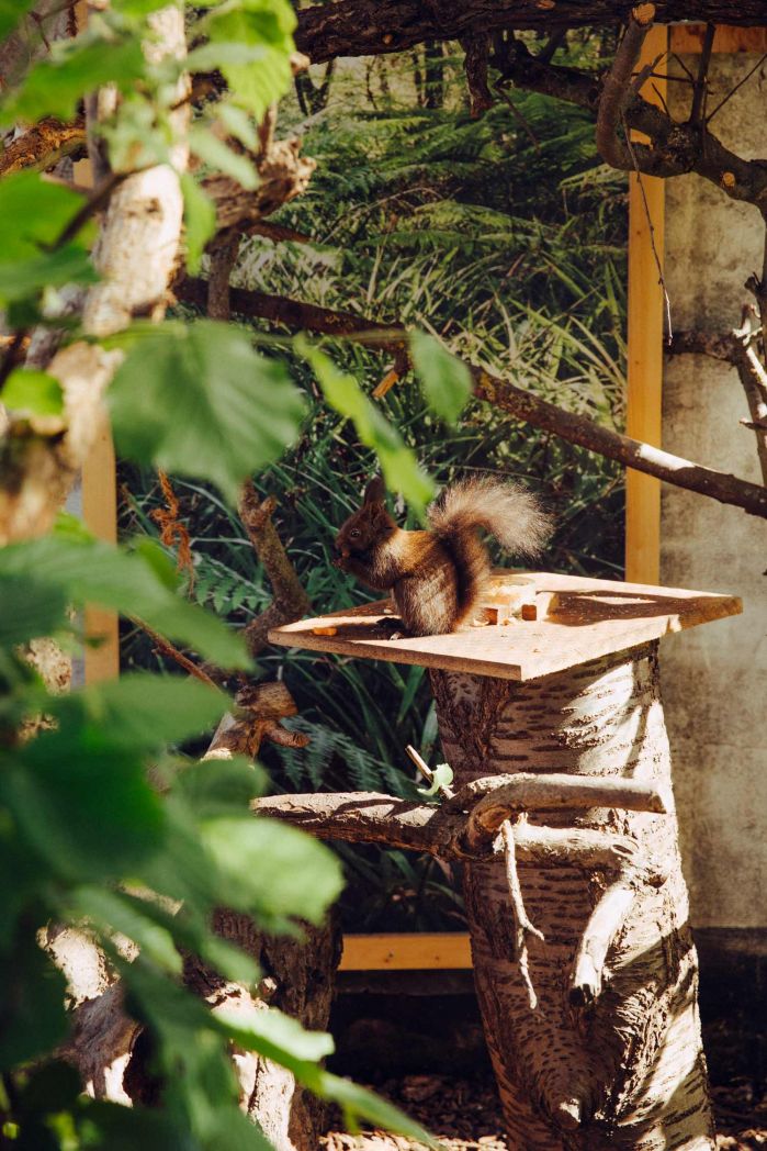 Eichhörnchen, Fritzenschaf, Kümmern