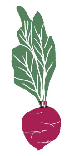 Illustration Rote Bete