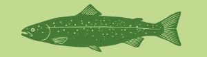 Lachs Illustration