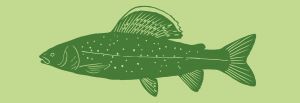Äsche Illustration