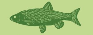 Döbel Illustration