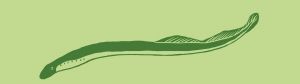 Bachneunauge Illustration