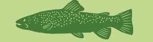 Lachs Illustration