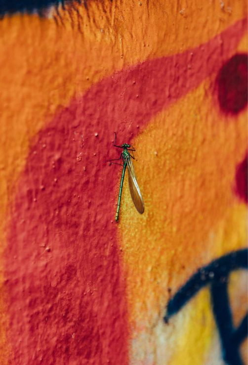Libelle Grüne Keiljungfer