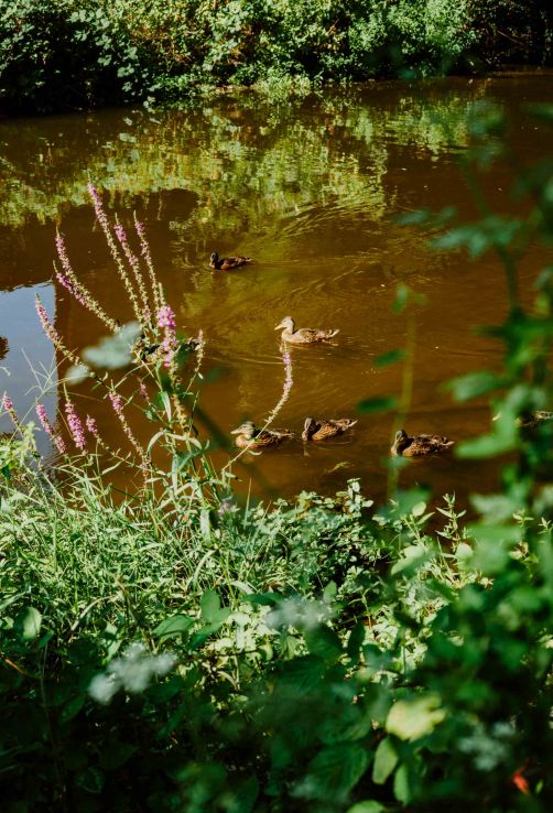 Enten in der Alb
