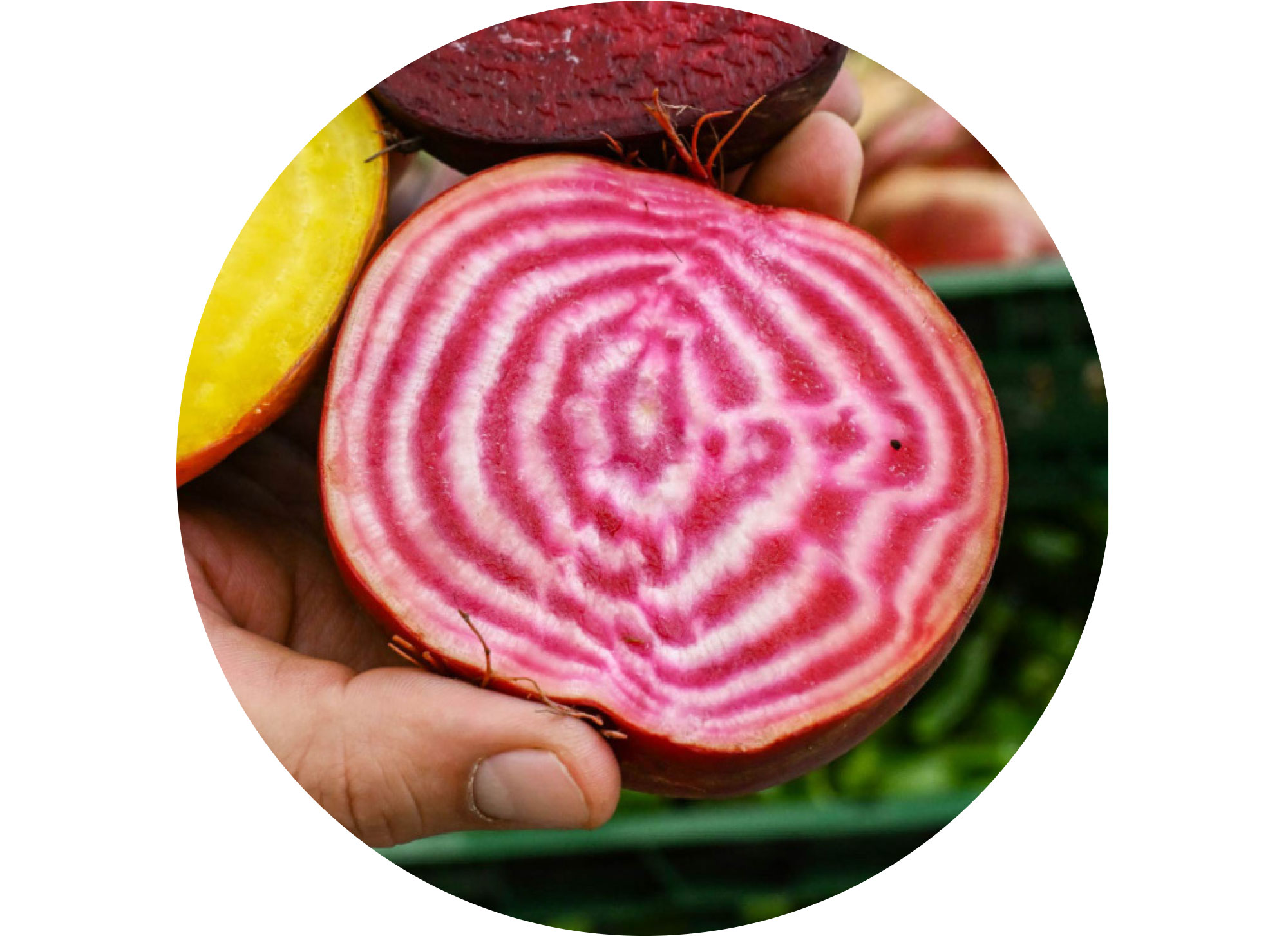 Rote Beete