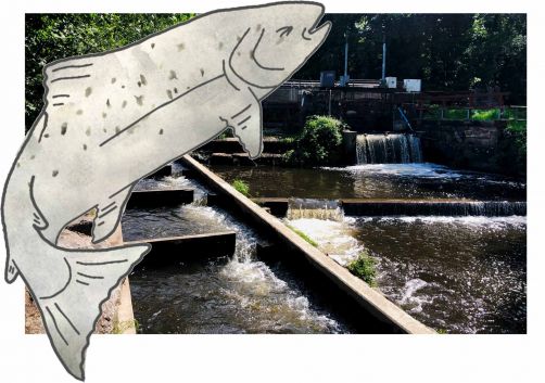 Fischtreppe