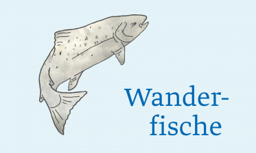 Wasser, Watt und Wanderfische 