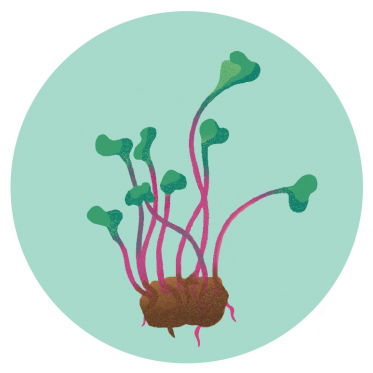 Regional angebaut: Microgreens