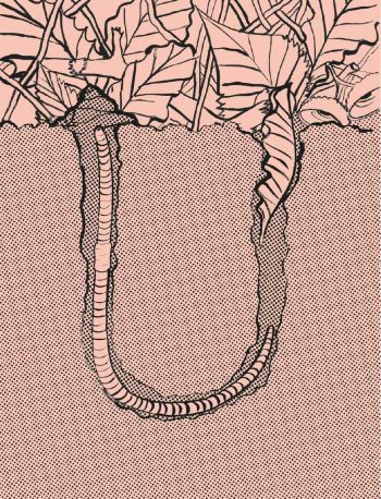 Illustration Regenwurm